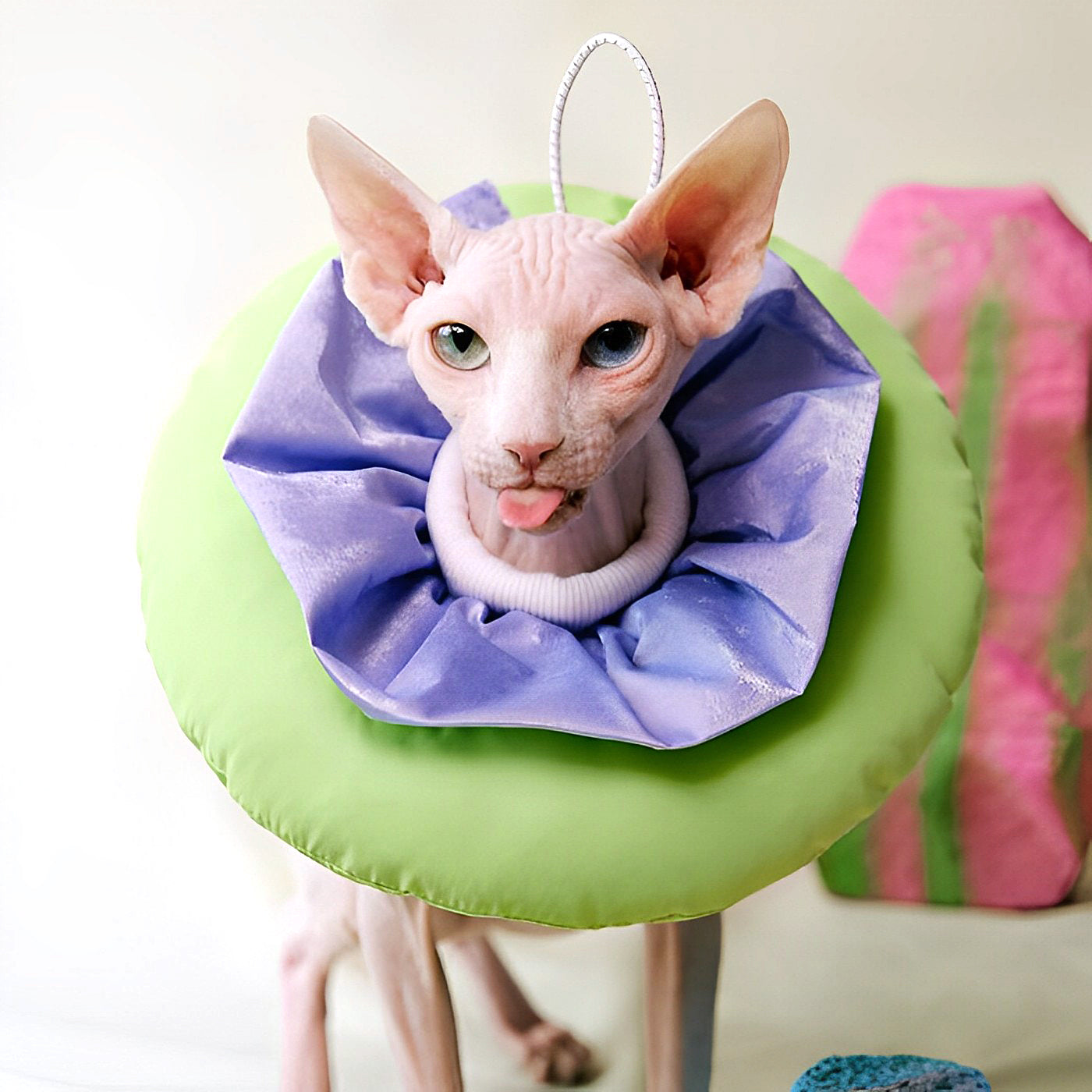 Fashionable Design E-Collar petin