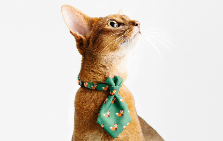 Fashionable and Soft Cat Collar petin