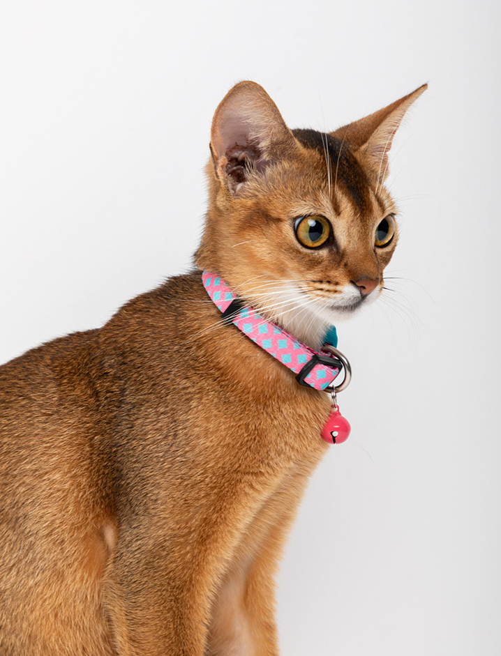 Freely Adjustable Colorful Cat Collar petin