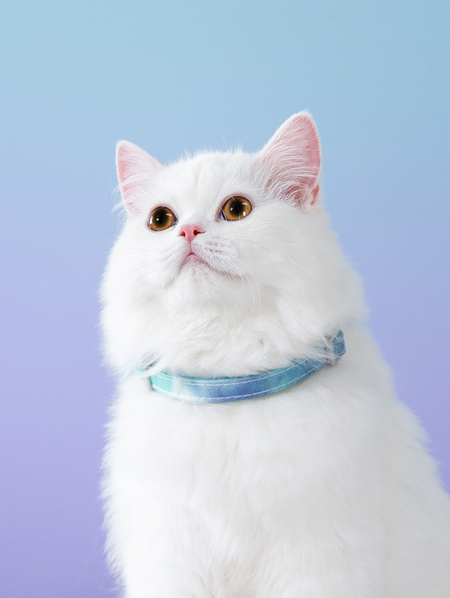 Gradient Rainbow Color Cat Harness petin