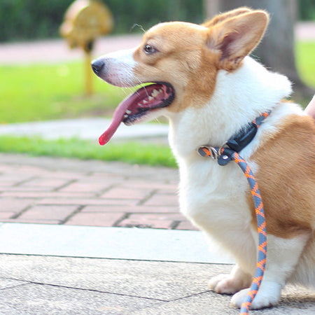 Integrated Adjustable Nylon Dog Leashes lovepetin.com