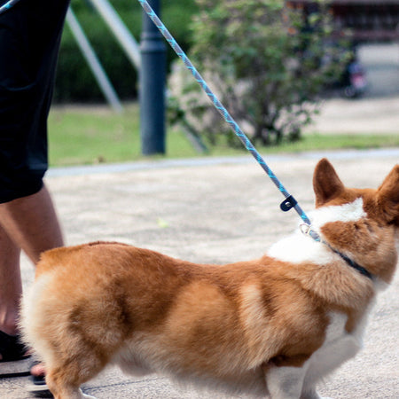 Integrated Adjustable Nylon Dog Leashes lovepetin.com