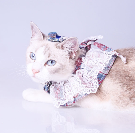 Lace Edge Plaid Cat Collar lovepetin.com