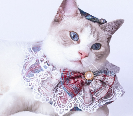 Lace Edge Plaid Cat Collar lovepetin.com