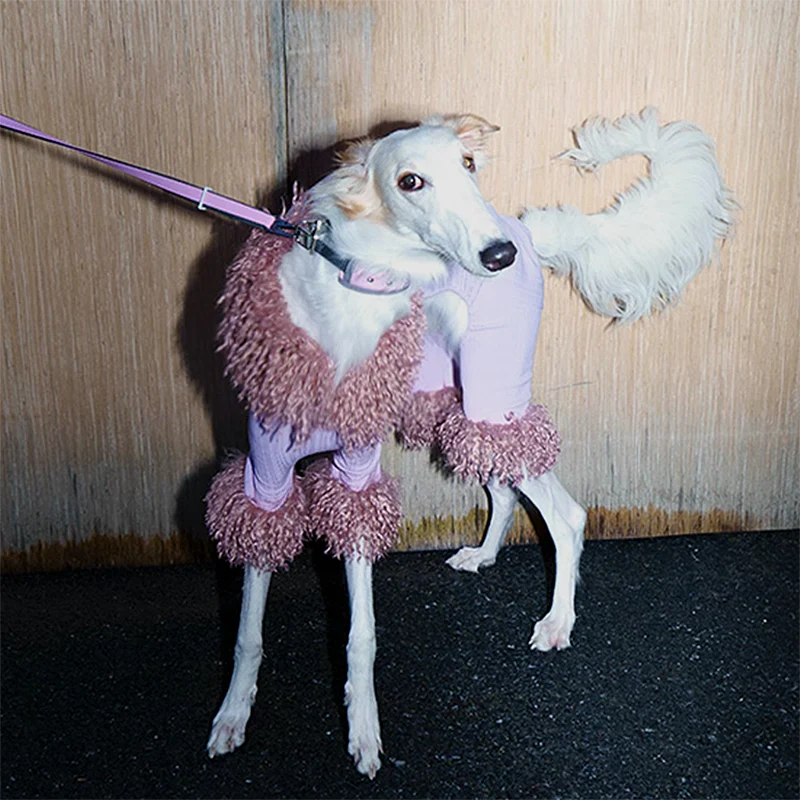 Long Hair Collar Lace Dog Shirt