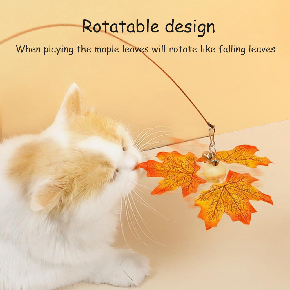 Maple Leaf Cat Teaser lovepetin.com