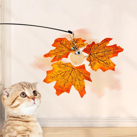 Maple Leaf Cat Teaser lovepetin.com