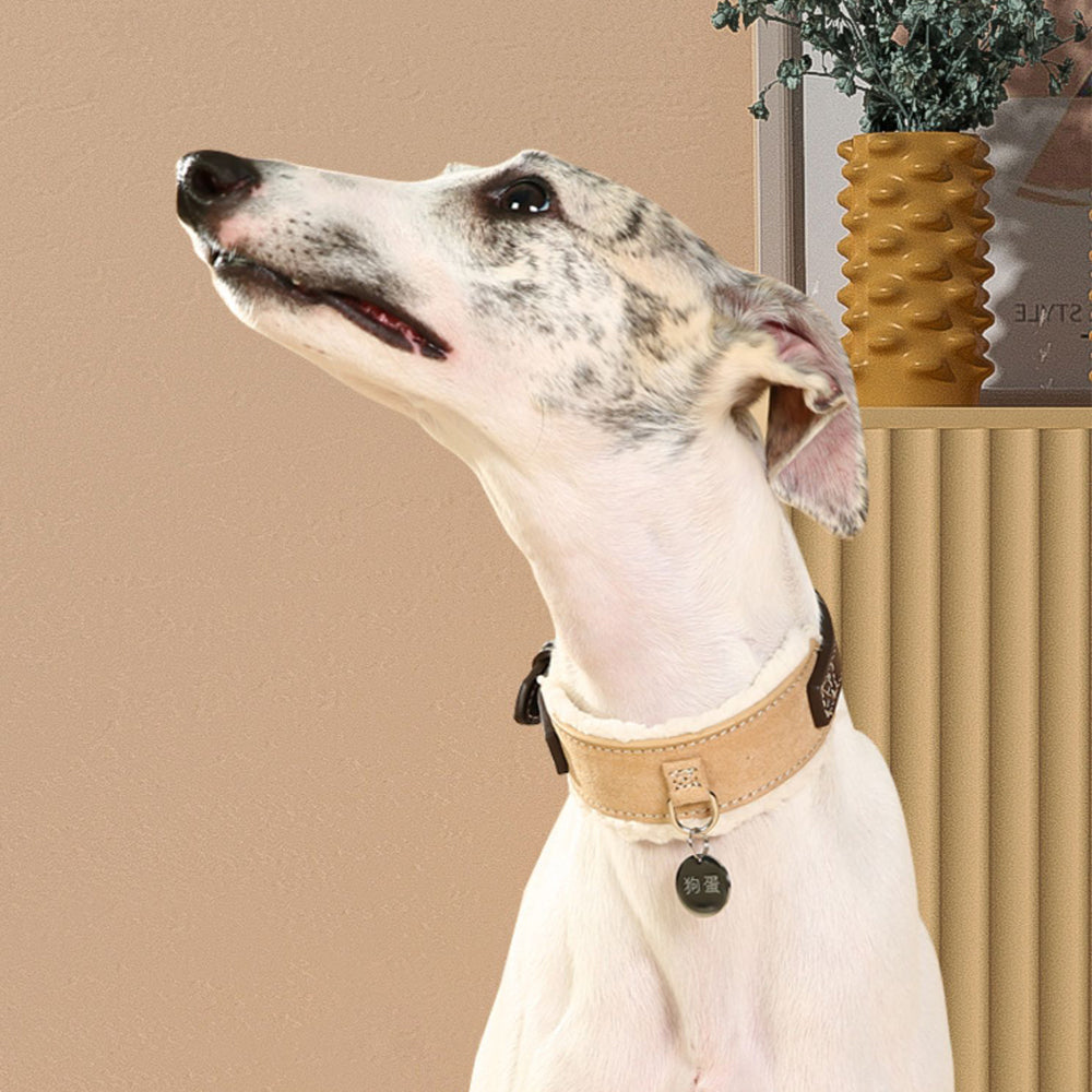 Premium Suede Panel Dog Collar lovepetin.com