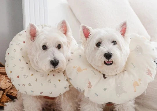 Pure Cotton Printed Pet Cone 1