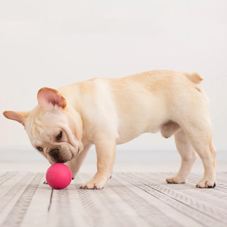 Rubber Solid Interactive Dog Ball Toys 2