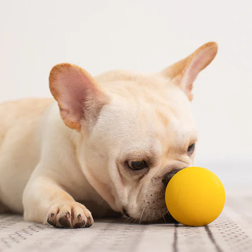 Rubber Solid Interactive Dog Ball Toys 1