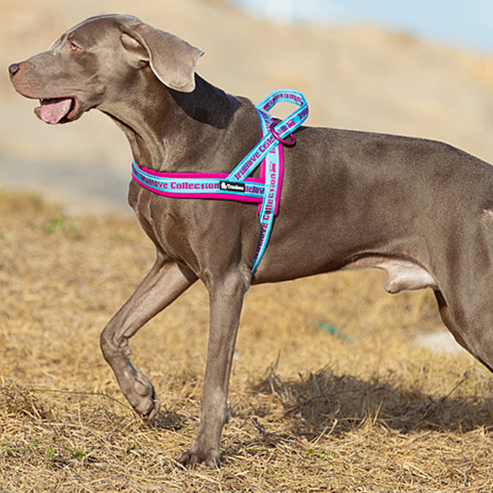 Simple and Fashionable Dog Harnesses lovepetin.com
