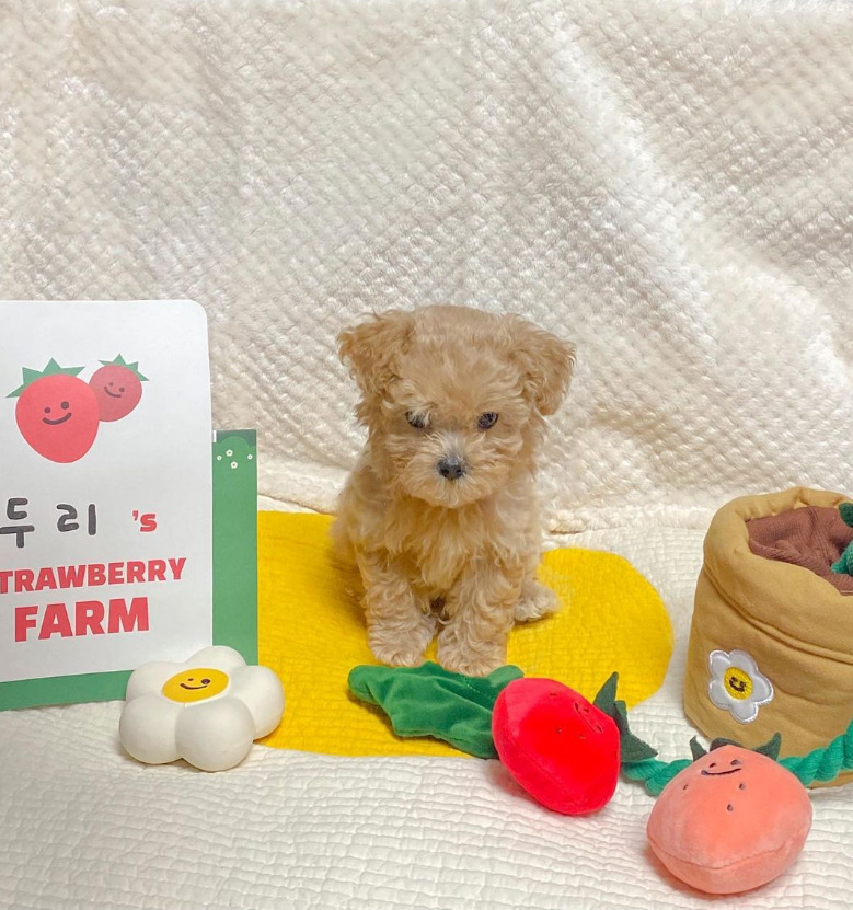 Strawberry Potted Hiding and Sniffing Plush Toys lovepetin.com