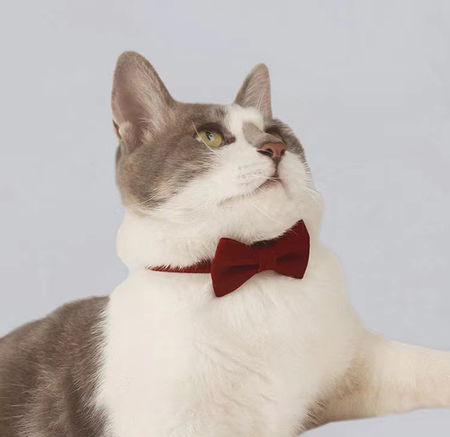 Stylish with High Quality TR Cloth Cat Collar lovepetin.com