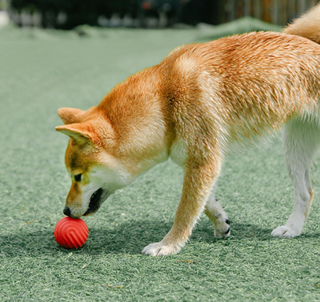 TPR Material Bite-resistant Dog Ball Toys lovepetin.com