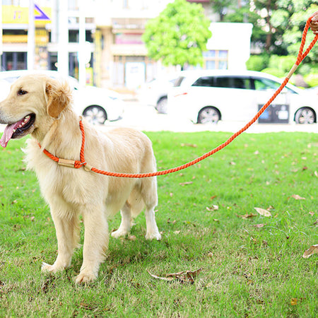 Tensile Durable Cotton Dog Leashes lovepetin.com