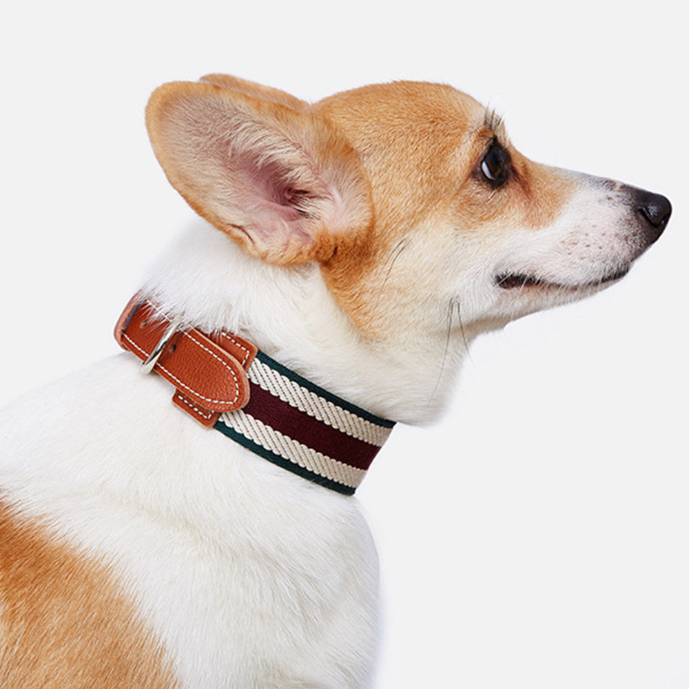 Vintage Striped Natural Cowhide Dog Collar lovepetin.com