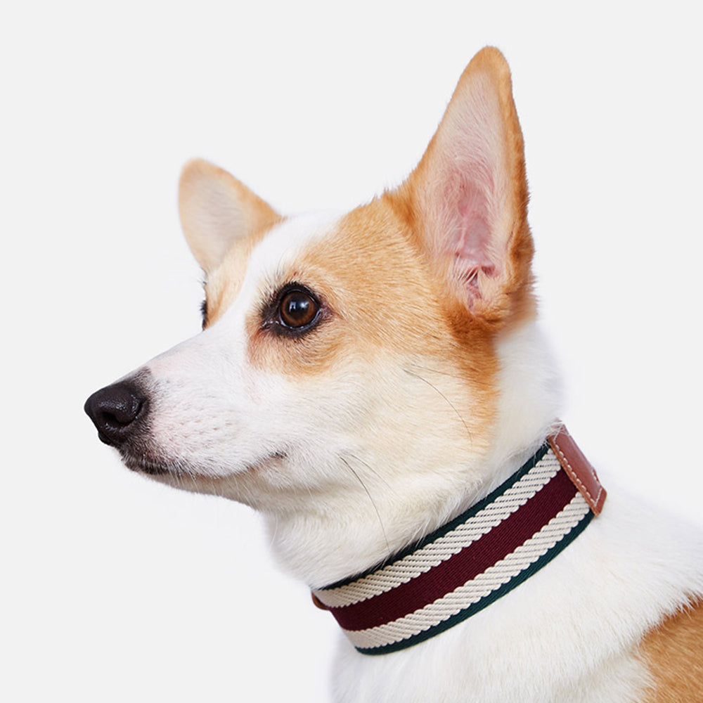 Vintage Striped Natural Cowhide Dog Collar lovepetin.com