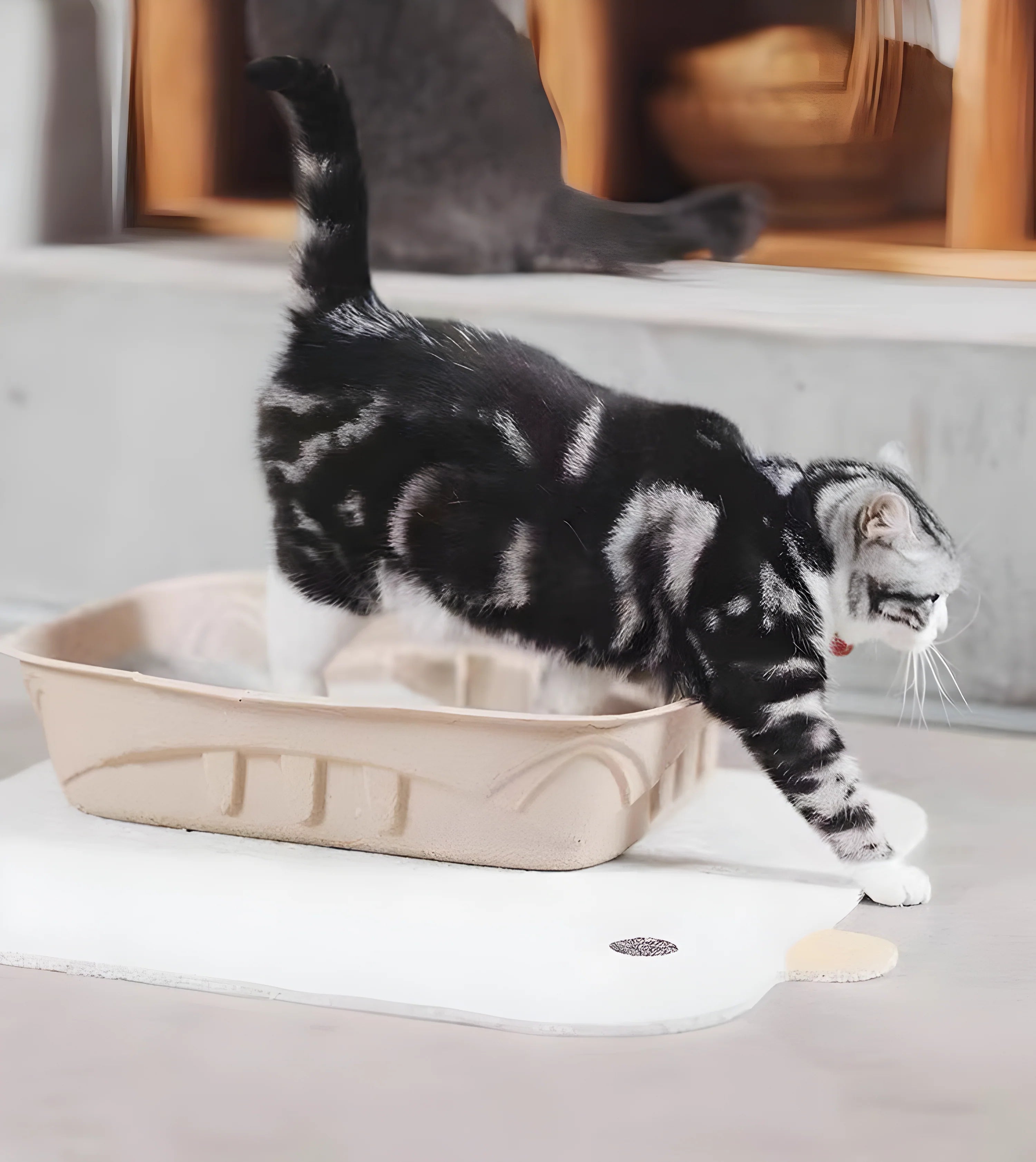 White Little Chick Cat Litter Map