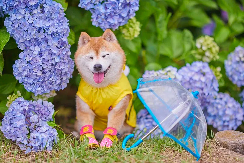 dog rain coat