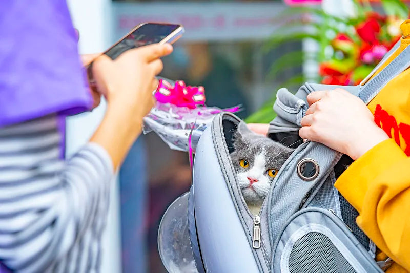 Pet Travel Backpacks