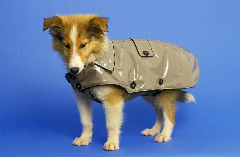 dog rain coat