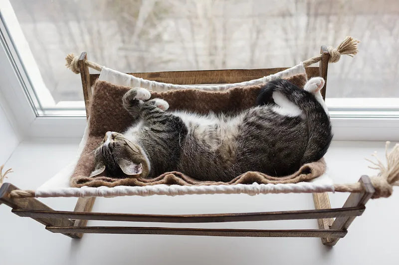 Cat Hammock