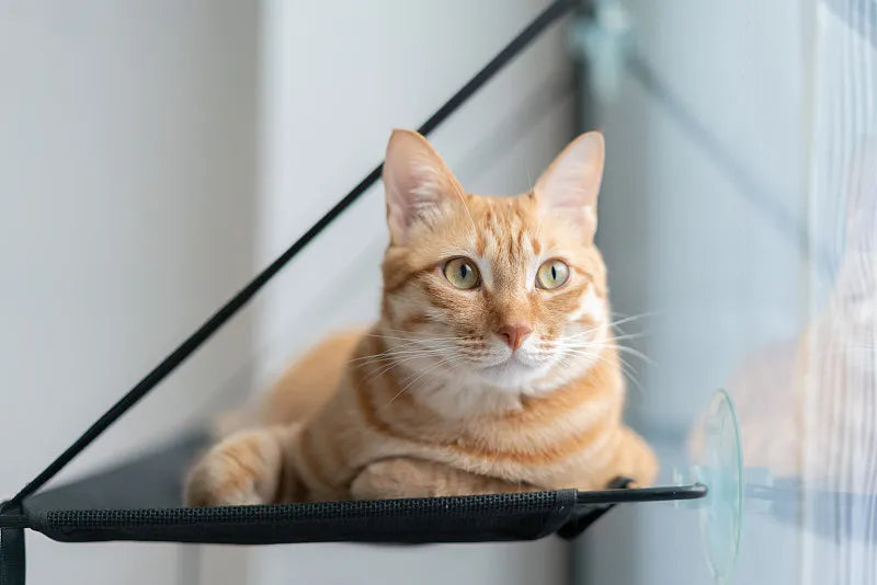 Cat Hammock