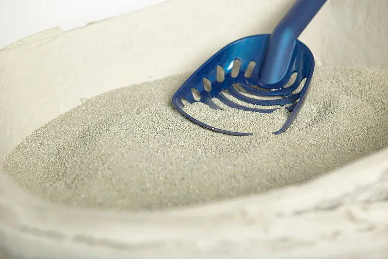 How Often Should You Scoop Cat Litter?