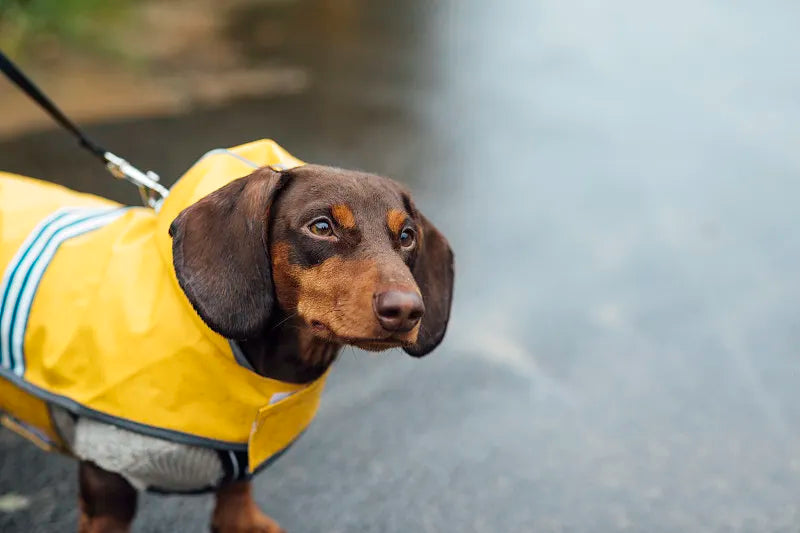 dog rain coat