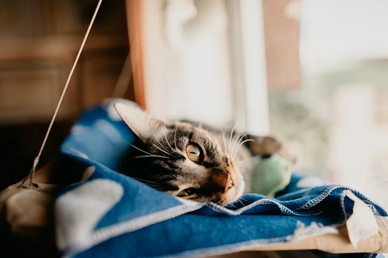 Cat Hammock