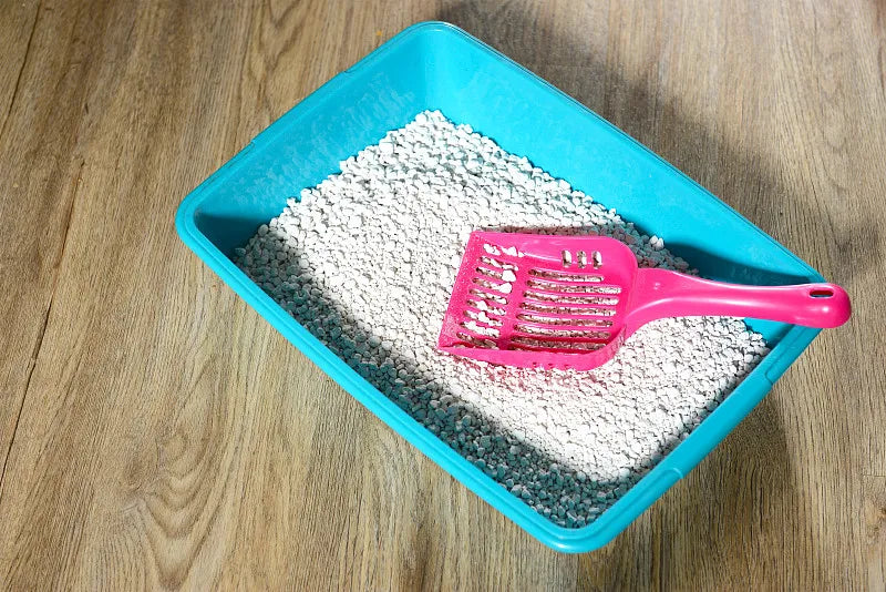 How Often Should You Scoop Cat Litter?