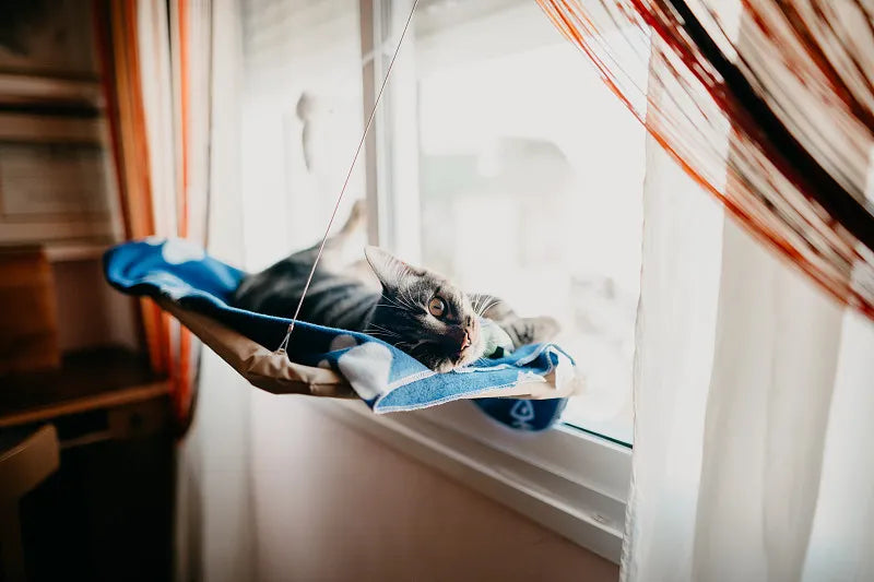 Cat Hammock