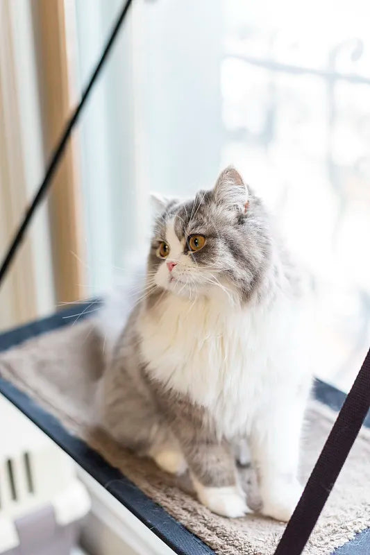 Cat Hammock