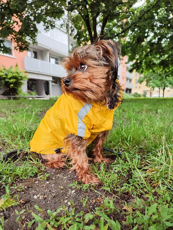 dog rain coat