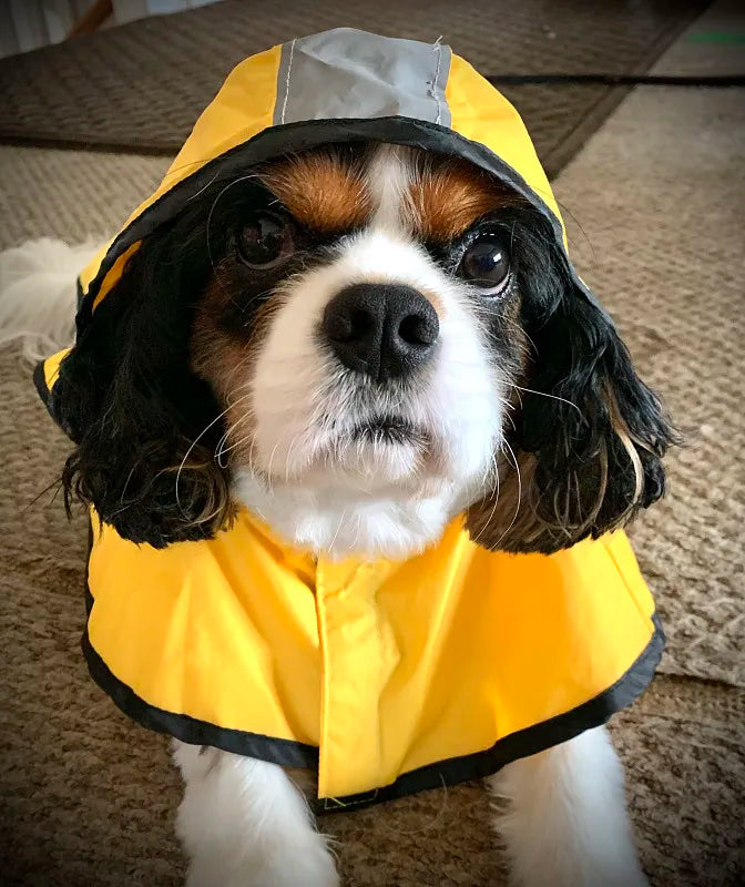 dog rain coat