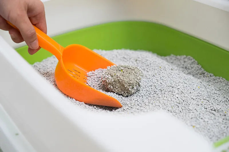 How Often Should You Scoop Cat Litter?