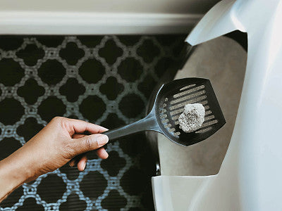 How Often Should You Scoop Cat Litter?