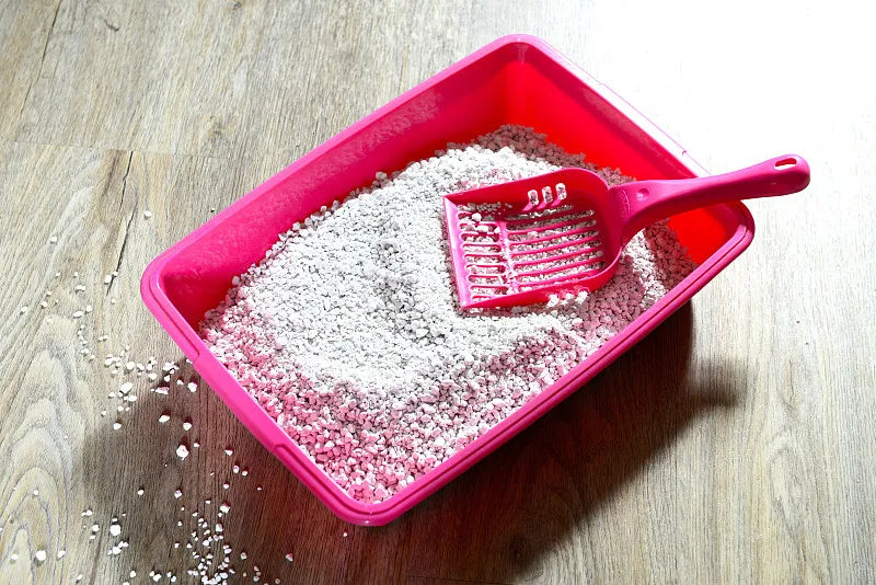 How Often Should You Scoop Cat Litter?