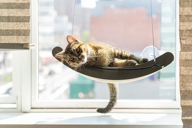 Cat Hammock