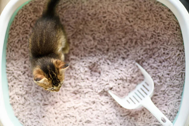 How Often Should You Scoop Cat Litter?