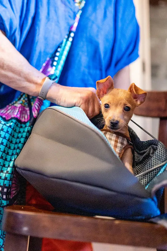 Pet Travel Backpacks