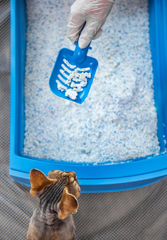 How Often Should You Scoop Cat Litter?