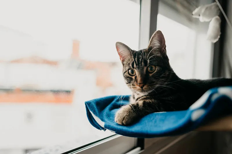 Cat Hammock