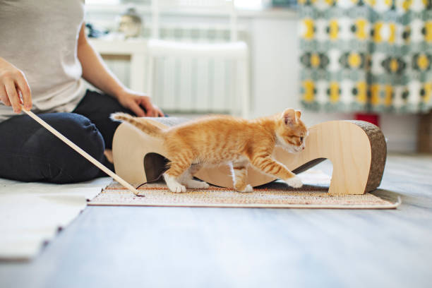Cat Using Cat Scratch Why Cats Scratch?
