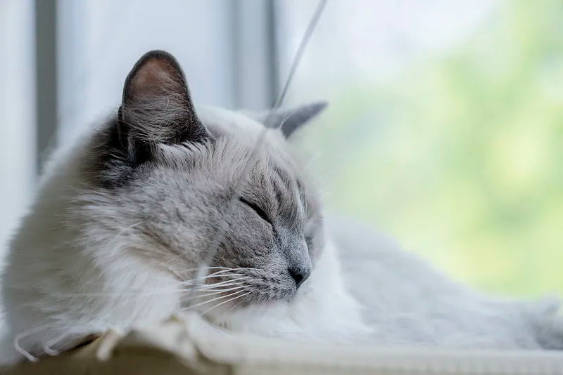 Cat Hammock