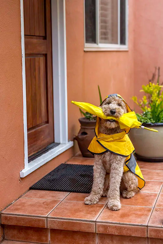 dog rain coat