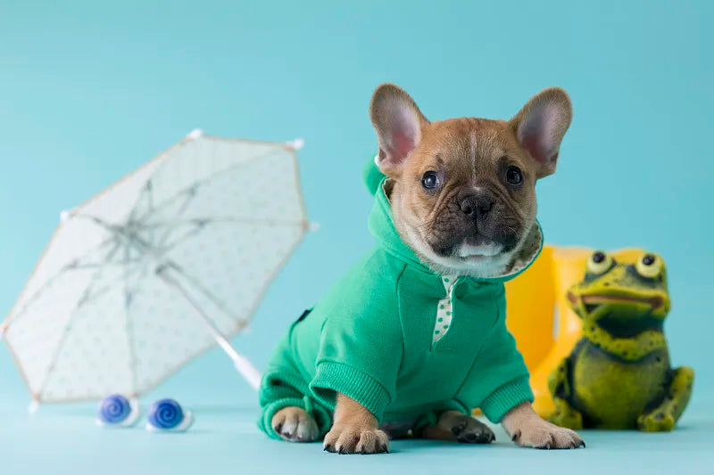 dog rain coat