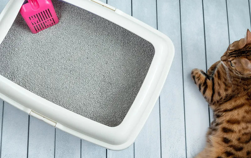 How Often Should You Scoop Cat Litter?