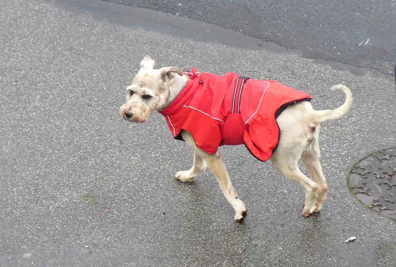 dog rain coat